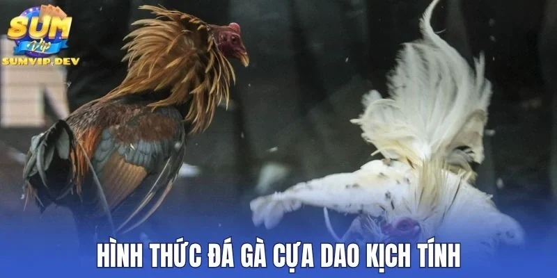 Hình thức đá gà cựa dao kịch tính
